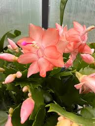 Peach Schlumbergera Flower seeds for Planting - Sun Loving, Heirloom & GMO Free Seeds for Home Garden