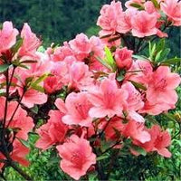 Baby Pink Rhododendron Flower Seeds for Planting Long Bloom Season Heirloom & GMO Free Seeds for Home Garden
 
 Sale