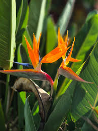 Orange Reginae Flower Seeds for Planting - Bright Perennial Blooms