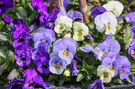Violet Pansy Flower Seeds for Planting: Vibrant Blooms for Your Garden