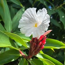 Costus Speciosus Flower seeds for Planting Compact Growth Heirloom & GMO Free Seeds for Home Garden 
 
 Sale