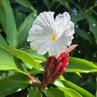Costus Speciosus Flower seeds for Planting Compact Growth Heirloom & GMO Free Seeds for Home Garden 
 
 Sale