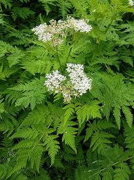 Cicely Flower seeds for Planting - Vibrant Colors, Heirloom & GMO Free Seeds for Home Garden