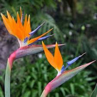 Orange Strelitzia Flower Seeds – Low Maintenance Heirloom & NonGMO for Home Garden
 
 Sale