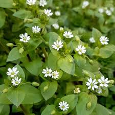 Chickweed Flower seeds for Planting - Bright Blooms, Heirloom & GMO Free Seeds for Home Garden
