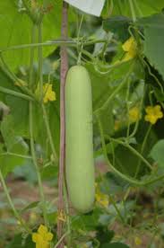 White Cucumber Vegetable Seeds for Planting