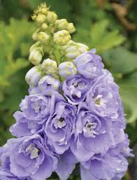 Delphinium Lavender Flower seeds for Planting - Perfect for Borders, Heirloom & GMO Free Seeds for Home Garden
