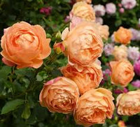 Peach Climbing Rose Flower seeds for Planting - Seasonal Bloomer, Heirloom & GMO Free Seeds for Home Garden