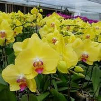 Pink Yellow Phalaenopsis Orchid Seeds Flower seeds for Planting Premium Quality Heirloom & GMO Free Seeds for Home Garden