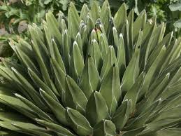 Green Agave Victoriae Seeds for Planting