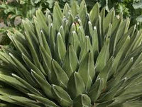 Green Agave Victoriae Seeds for Planting