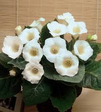 White Gloxinia Flower seeds for Planting - Cut Flower Favorite, Heirloom & GMO Free Seeds for Home Garden