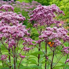 Joe Pye Flower seeds for Planting Shade Tolerant Heirloom & GMO Free Seeds for Home Garden