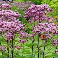 Joe Pye Flower seeds for Planting Shade Tolerant Heirloom & GMO Free Seeds for Home Garden