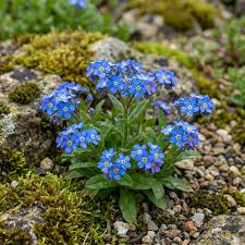 Alpine Vergissmeinnicht Flower seeds for Planting - Long Bloom Season, Heirloom & GMO Free Seeds for Home Garden