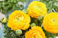 Yellow Ranunculus Asiaticus Flower Seeds for Planting Garden Favorite Heirloom & GMO Free Seeds for Home Garden
 
 Sale