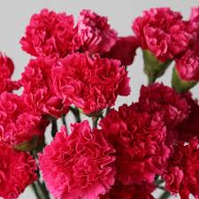Pink Carnation Flower seeds for Planting - Garden Favorite, Heirloom & GMO Free Seeds for Home Garden