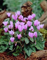 Lavender Cyclamen Flower seeds for Planting - Fragrant Blossoms, Heirloom & GMO Free Seeds for Home Garden