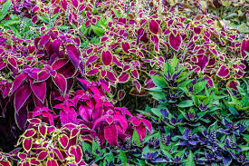 Coleus Flower seeds for Planting Vibrant Colors Heirloom & GMO Free Seeds for Home Garden