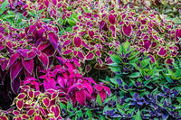 Coleus Flower seeds for Planting Vibrant Colors Heirloom & GMO Free Seeds for Home Garden