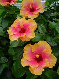 Yellow Orange Hibiscus Flower Seeds – Easy to Grow Heirloom & NonGMO Seeds for Home Garden
 
 Sale