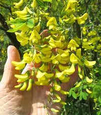 Golden Chain Flower Seeds for Planting  Elegant Garden Blooms