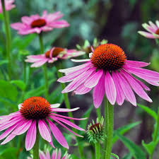 Echinacea Flower seeds for Planting Sun Loving Heirloom & GMO Free Seeds for Home Garden