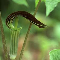 Green Arisaema Triphyllum Flower seeds for Planting - Sun Loving, Heirloom & GMO Free Seeds for Home Garden