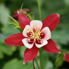 Red Yellow Aquilegia Flower seeds for Planting - Pollinator Friendly, Heirloom & GMO Free Seeds for Home Garden