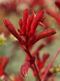 Kangaroo Paw Flower seeds for Planting - Long Bloom Season, Heirloom & GMO Free Seeds for Home Garden
