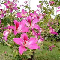 Pink Chandelier Flower seeds for Planting Easy to Grow Heirloom & GMO Free Seeds for Home Garden