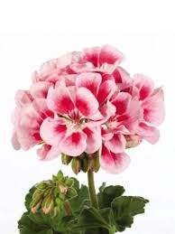 White Maroon Red Geranium Flower Seeds for Planting Perfect for Borders Heirloom & GMO Free Seeds for Home Garden
 
 Sale