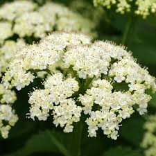 White Arrowwood Flower Seeds for Planting - Easy Growing Garden Seeds