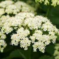 White Arrowwood Flower Seeds for Planting - Easy Growing Garden Seeds