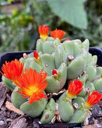 Red Conophytum Flower seeds for Planting - Shade Tolerant, Heirloom & GMO Free Seeds for Home Garden