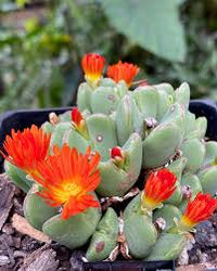 Red Conophytum Flower seeds for Planting - Shade Tolerant, Heirloom & GMO Free Seeds for Home Garden