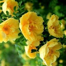 Dark Yellow Rosa Xanthina Seeds Flower seeds for Planting Cut Flower Favorite Heirloom & GMO Free Seeds for Home Garden