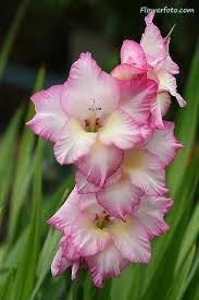 Light Pink Gladiolus Flower Seeds for Planting Fragrant Blossoms Heirloom & GMO Free Seeds for Home Garden
 
 Sale