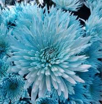 Sky Blue White Chrysanthemum Flower seeds for Planting - Wildflower Mix, Heirloom & GMO Free Seeds for Home Garden
