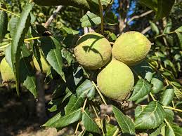 Paradox Walnut Tree Seeds for Planting | Nut & Timber Hybrid