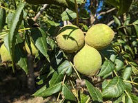 Paradox Walnut Tree Seeds for Planting | Nut & Timber Hybrid