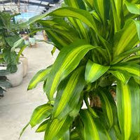 Green Dracaena Fargans Flower seeds for Planting - Long Bloom Season, Heirloom & GMO Free Seeds for Home Garden