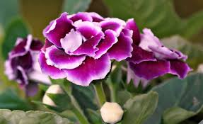 Purple Gloxinia Flower seeds for Planting - Premium Quality, Heirloom & GMO Free Seeds for Home Garden