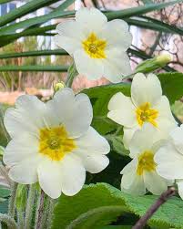 White Primrose Flower Seeds for Planting