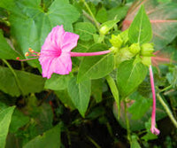 Light Pink Mirabilis Flower seeds for Planting Low Maintenance Heirloom & GMO Free Seeds for Home Garden