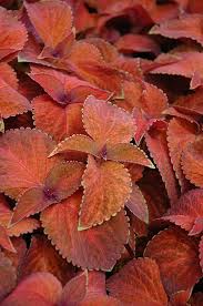 Orange Coleus Flower seeds for Planting Hardy Variety Heirloom & GMO Free Seeds for Home Garden