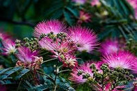 Pink Albizia Flower Seeds for Planting Compact Growth Heirloom & GMO Free Seeds for Home Garden
 
 Sale