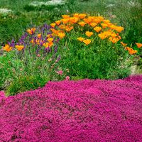 Thymus Serpyllum Flower seeds for Planting Cottage Garden Essential Heirloom & GMO Free Seeds for Home Garden