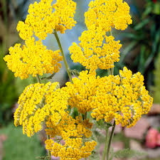 Yarrow Flower seeds for Planting - Low Maintenance, Heirloom & GMO Free Seeds for Home Garden