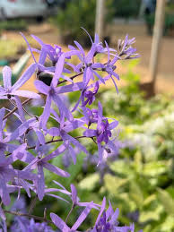 Purple Ivy Flower seeds for Planting - Wildflower Mix, Heirloom & GMO Free Seeds for Home Garden